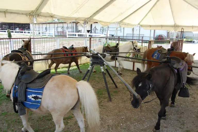 Pony Rentals