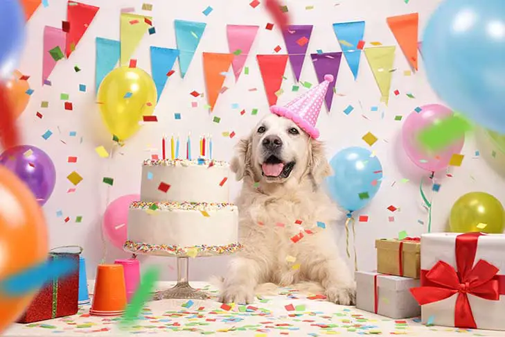 golden retriever birthday party header