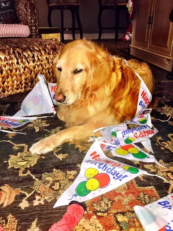 Do Dogs Know When Its Their Birthday?