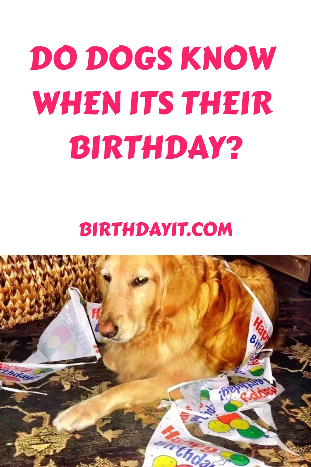 Do Dogs Know When Its Their Birthday generated pin 1221